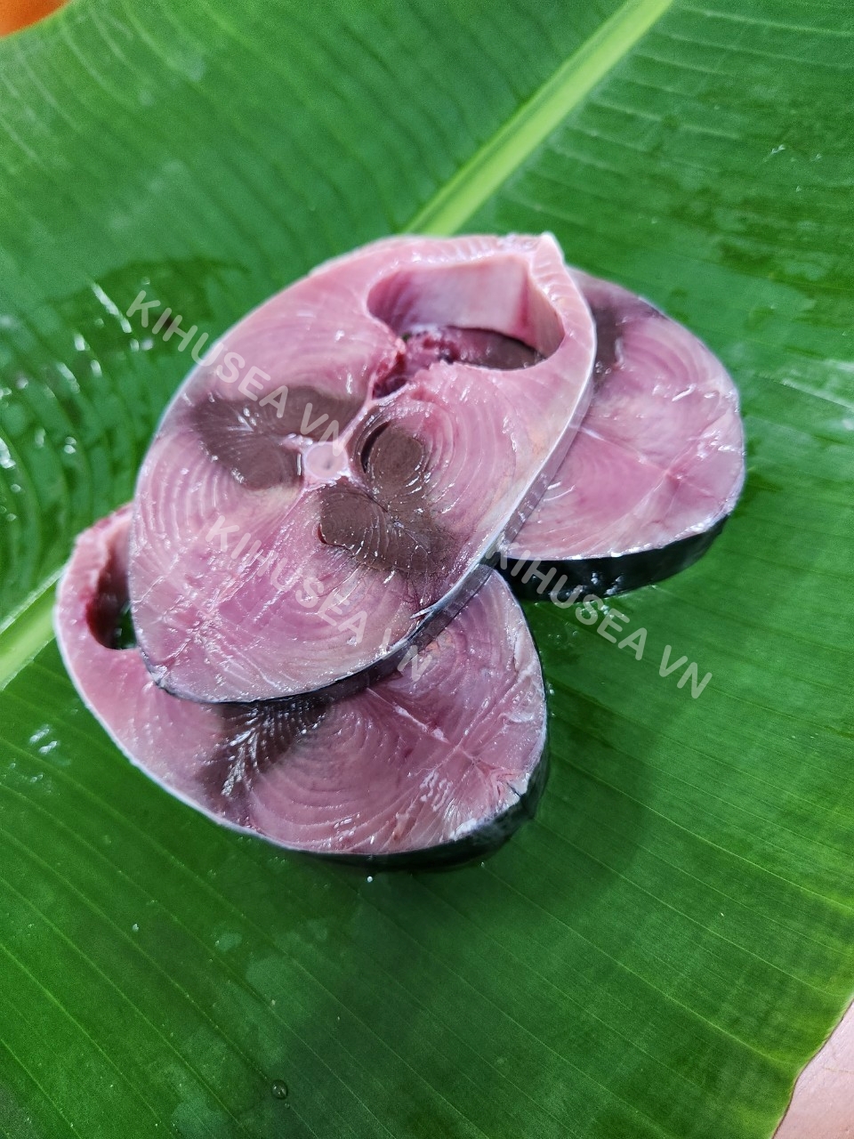 CÁ NGỪ CẮT KHOANH